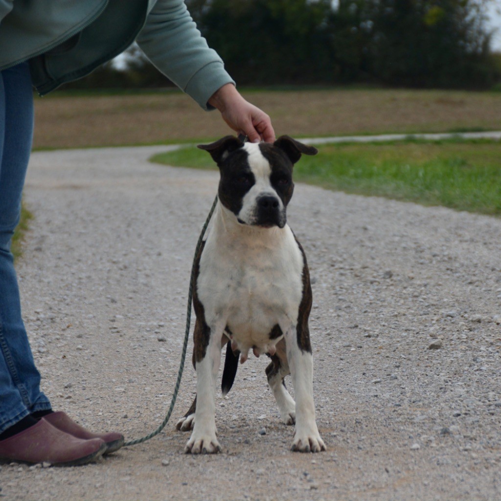 Pretty girl for ultimate truth the forgiveness american dog