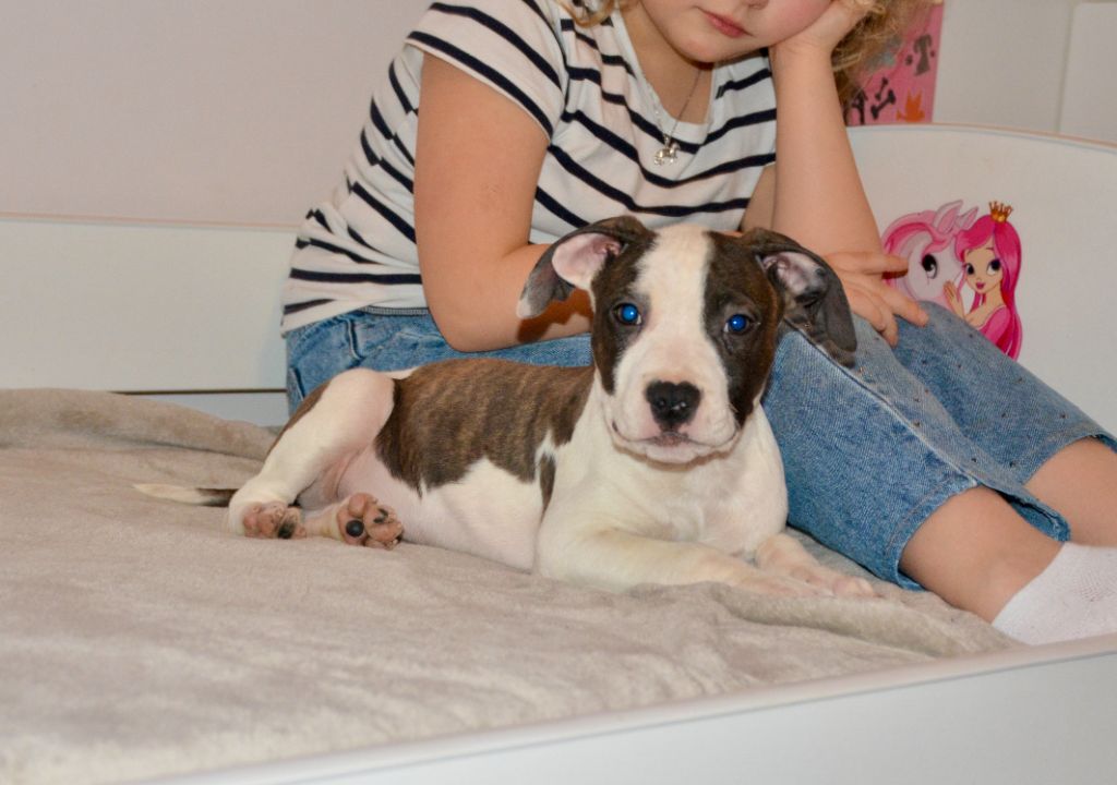 Ultimate Truth - Chiot disponible  - American Staffordshire Terrier