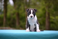 Ultimate Truth - American Staffordshire Terrier - Portée née le 06/04/2016