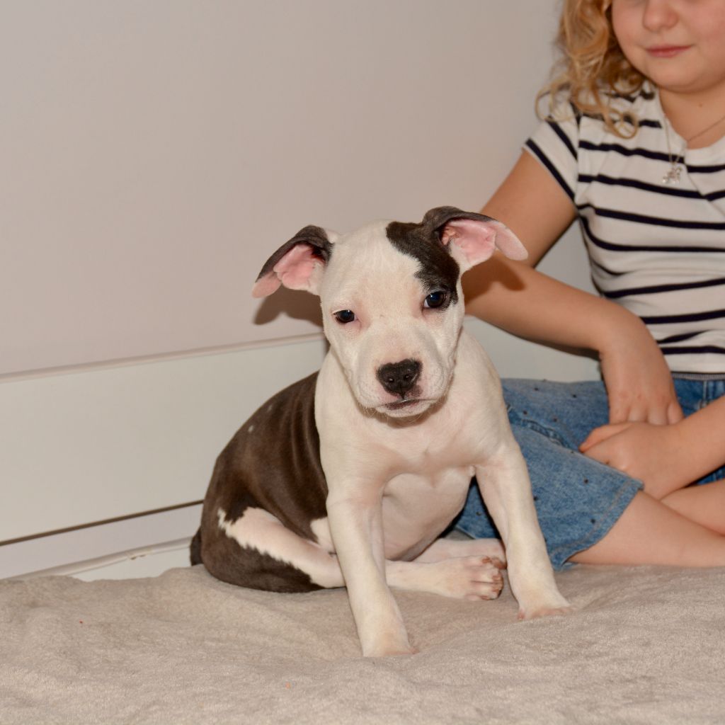 Ultimate Truth - Chiot disponible  - American Staffordshire Terrier