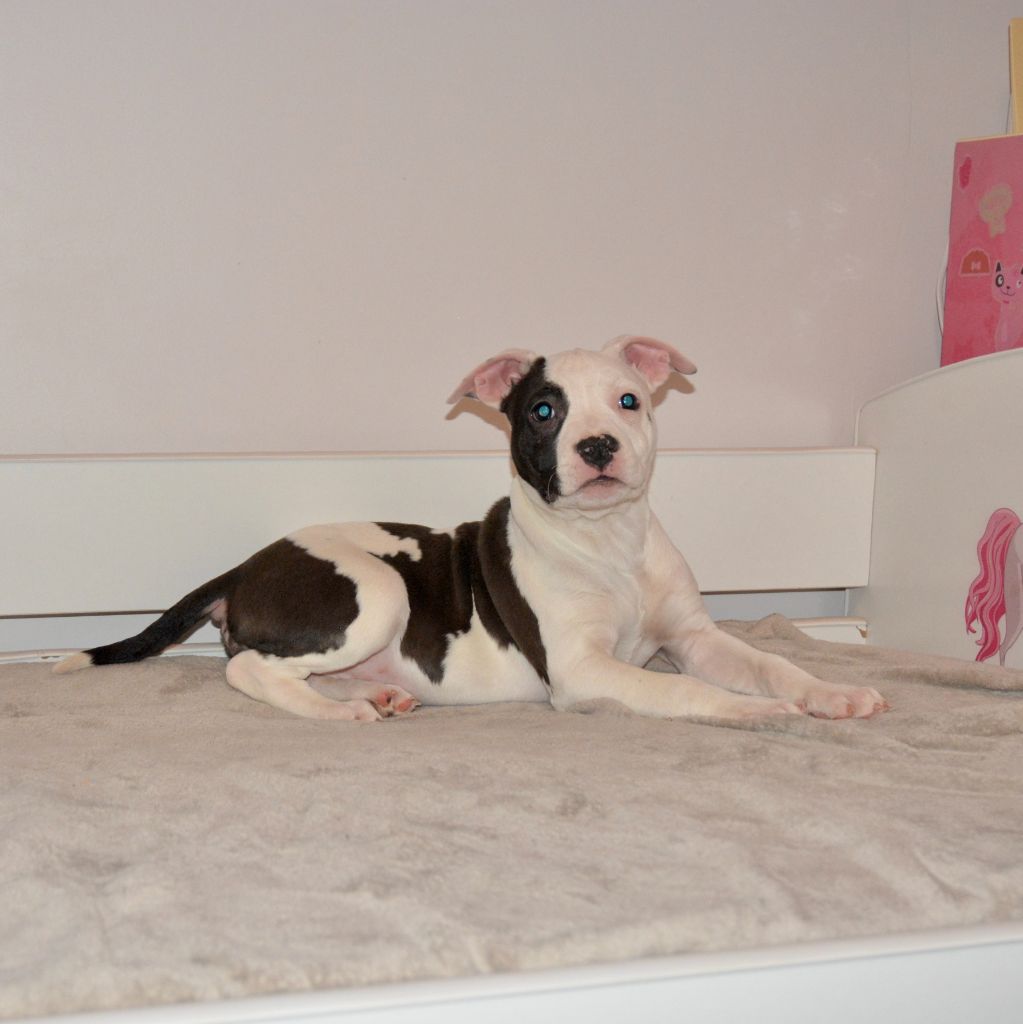 Ultimate Truth - Chiot disponible  - American Staffordshire Terrier