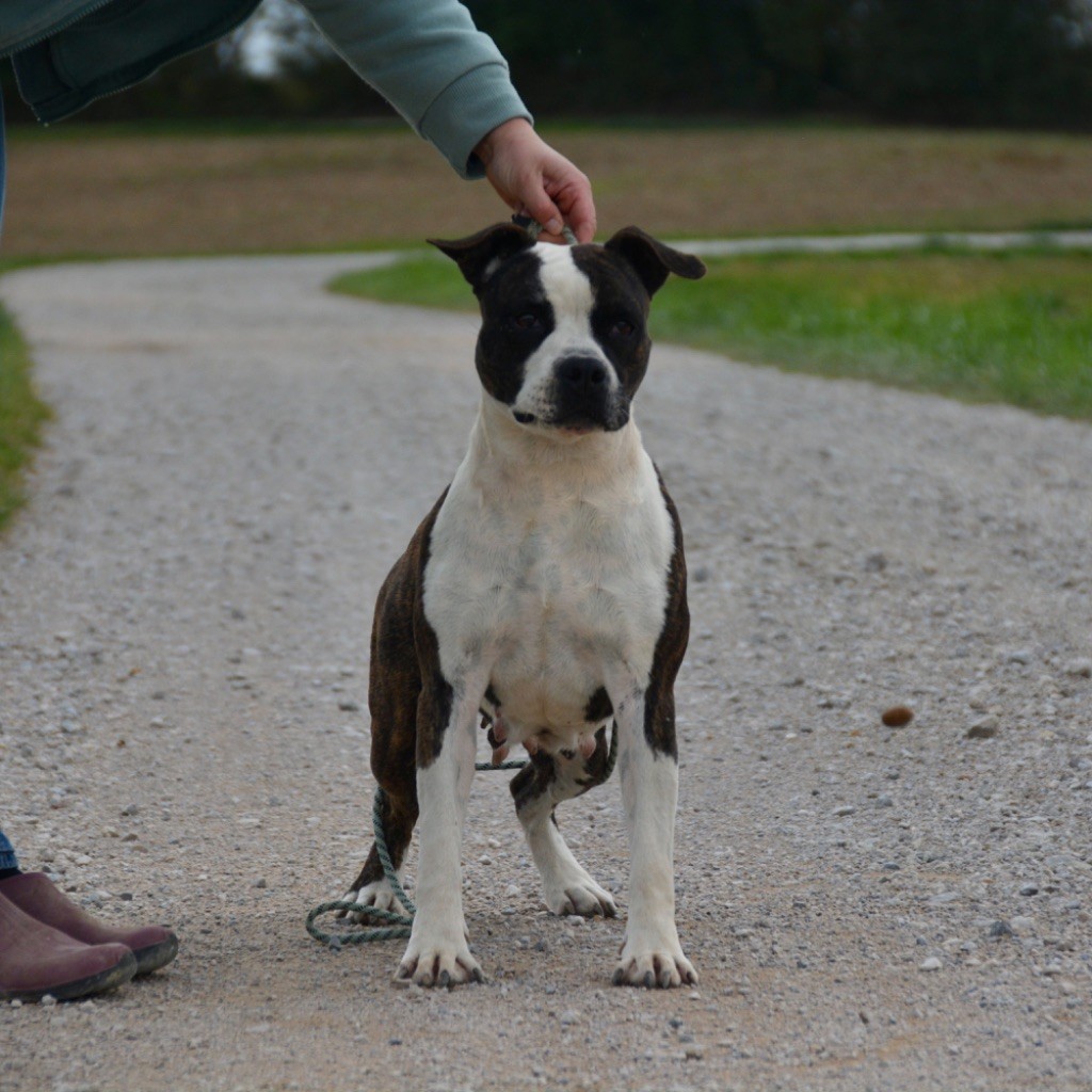Pretty girl for ultimate truth the forgiveness american dog