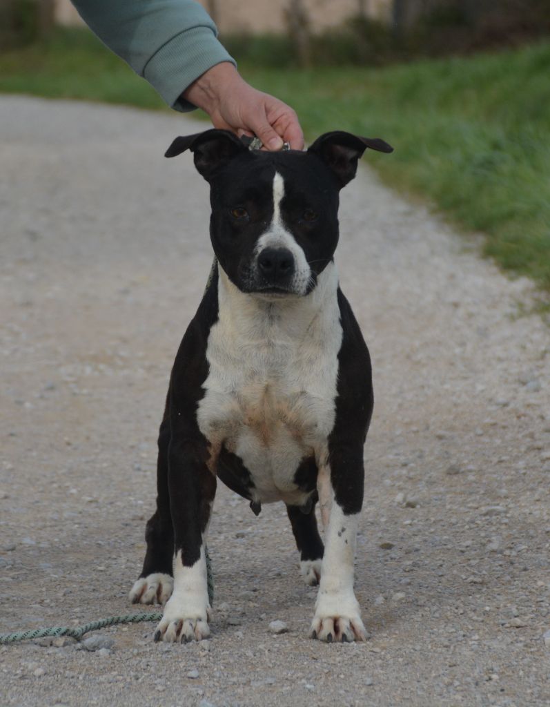 Ultimate Truth N'chanel