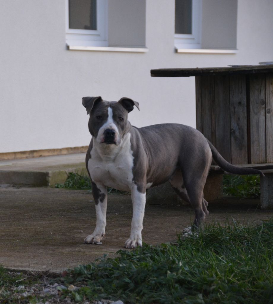 Ultimate Truth Twilight star