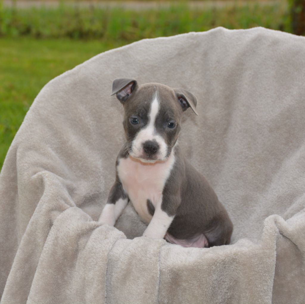Ultimate Truth - American Staffordshire Terrier - Portée née le 18/04/2023