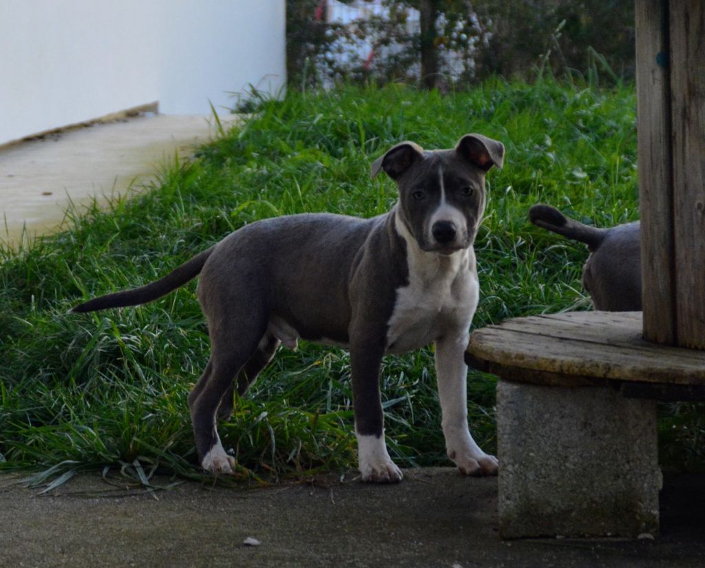 Ultimate Truth - Chiots disponibles - American Staffordshire Terrier