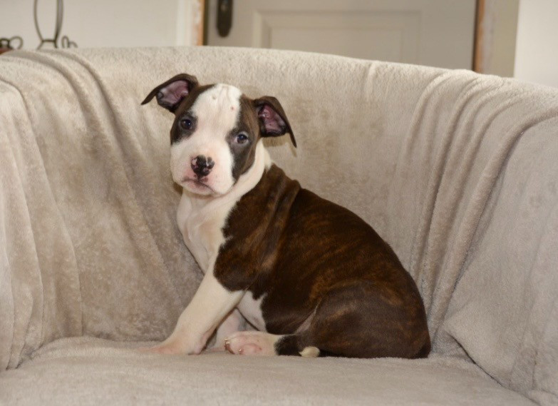 Ultimate Truth - Chiots disponibles - American Staffordshire Terrier