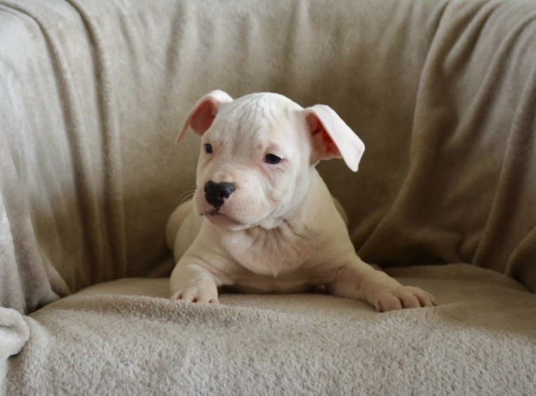 Ultimate Truth - Chiots disponibles - American Staffordshire Terrier
