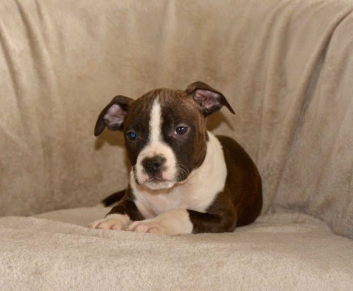 Ultimate Truth - Chiots disponibles - American Staffordshire Terrier