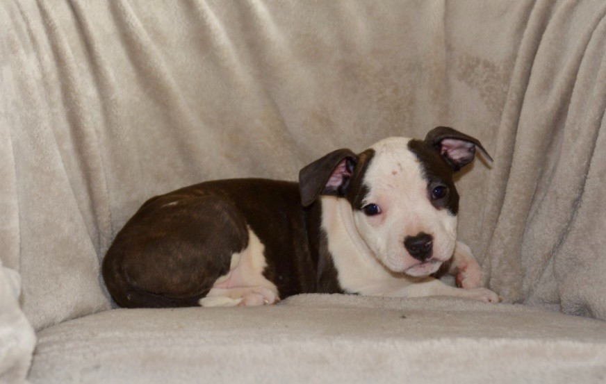 Ultimate Truth - Chiots disponibles - American Staffordshire Terrier