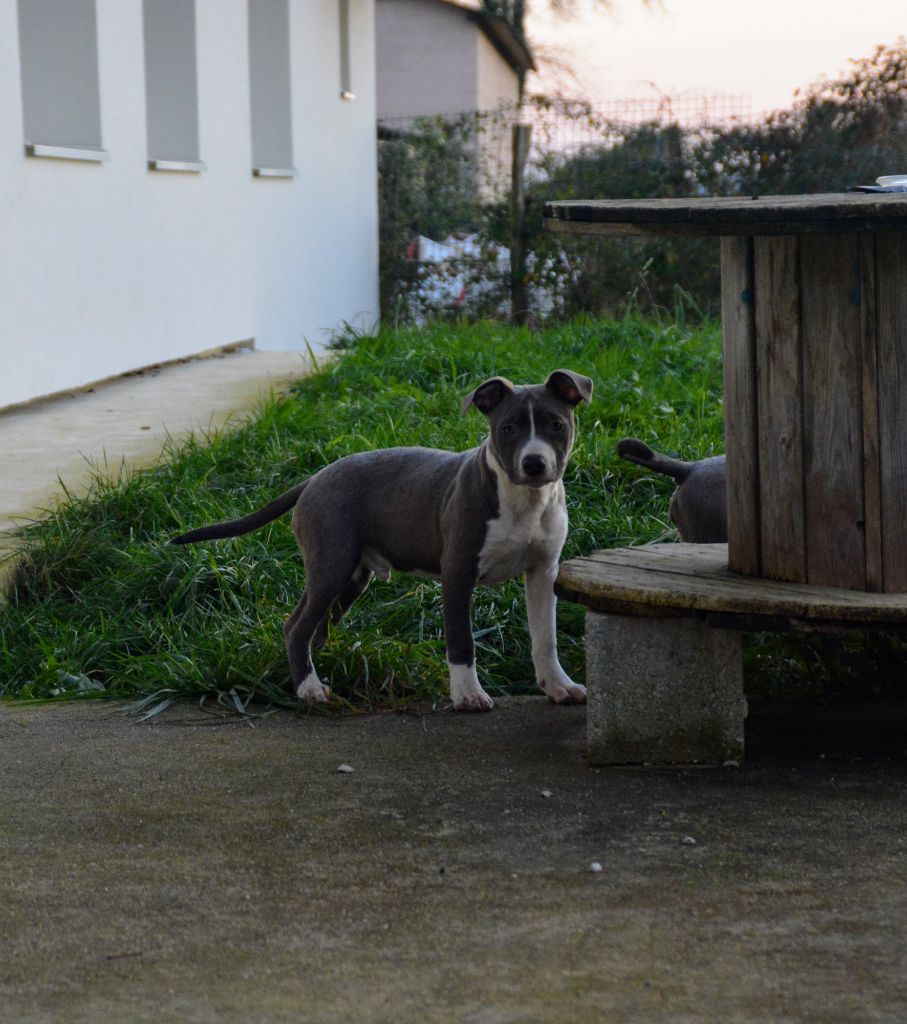 Ultimate Truth - Chiots disponibles - American Staffordshire Terrier