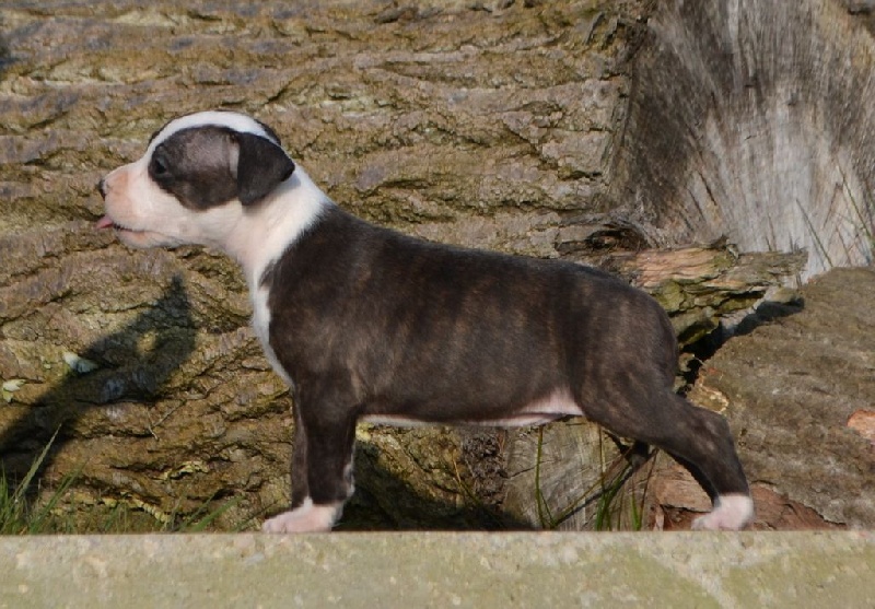 Ultimate Truth - American Staffordshire Terrier - Portée née le 11/02/2016