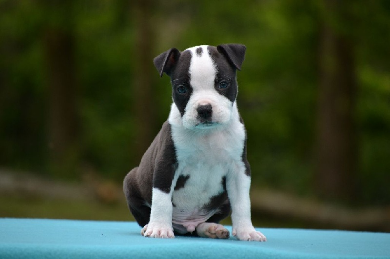 Ultimate Truth - American Staffordshire Terrier - Portée née le 06/04/2016